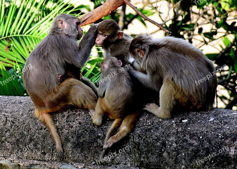 Monkeys Animals Nature Mammal Portrait