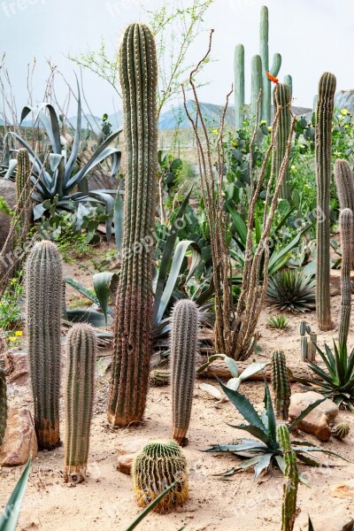 Cactae Cacti Juicy Prickly Botany