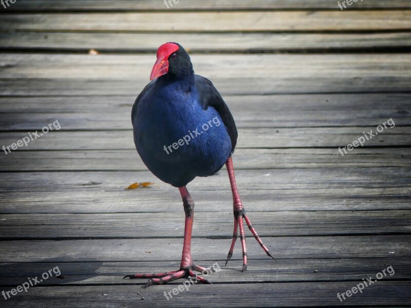 Pukeko New Zealand Bird Waterfowl Swamp