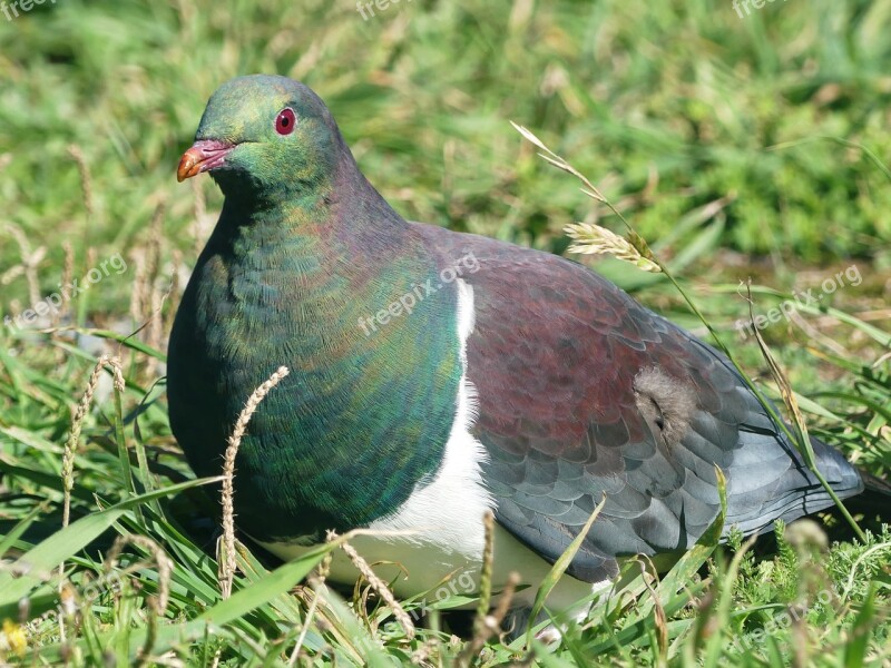 Dove Bird Animal Nature New Zealand