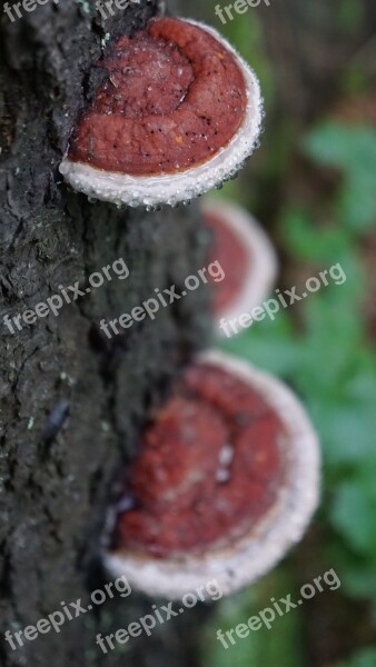 Mushrooms Tree Forest Drops Forests