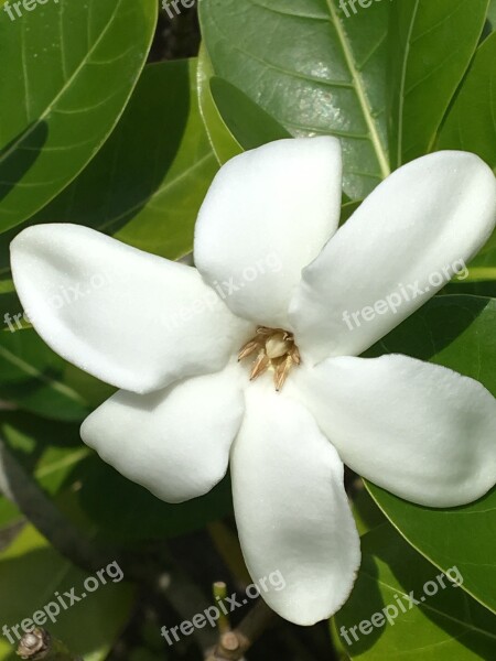 Tiare Flower White Tropical Raiatea