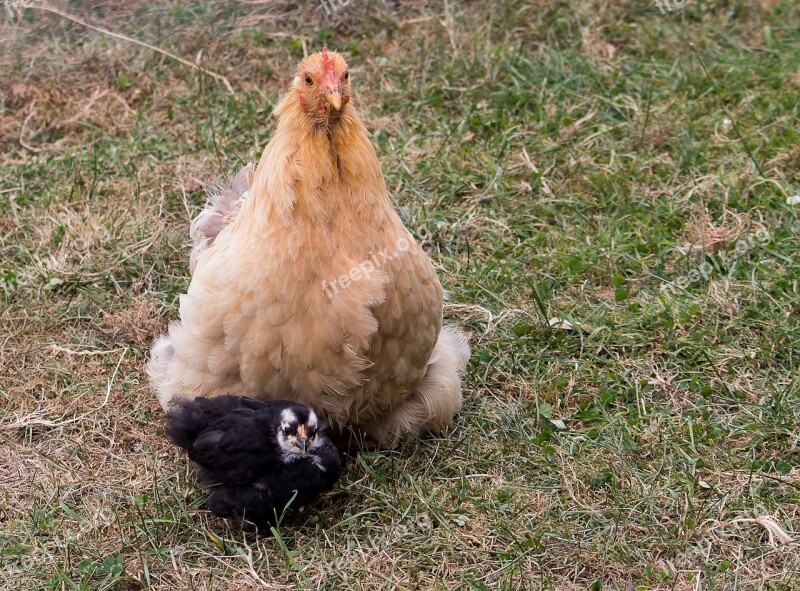 Chicken Bird Poultry Hen Agriculture