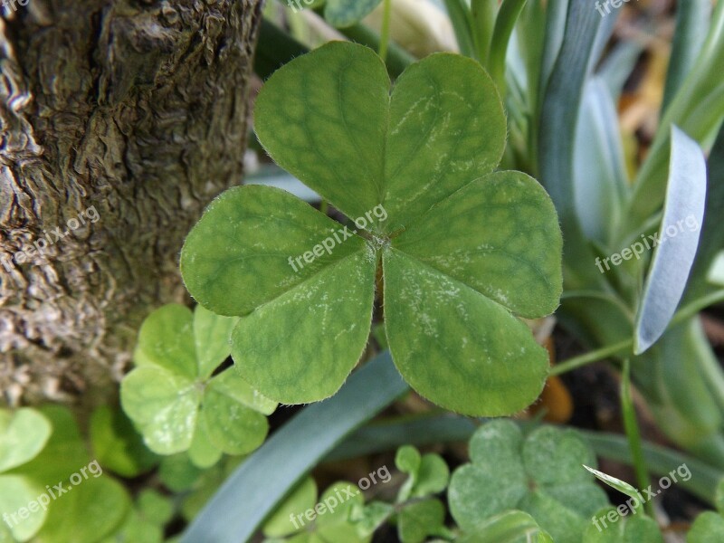 Nature Green Clover Shamrock Free Photos