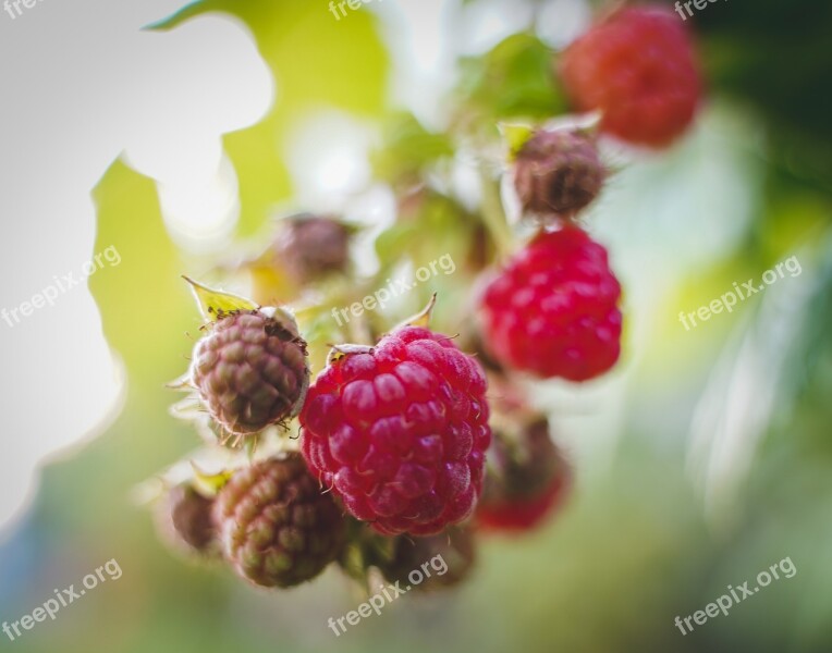 Raspberries Himbeerstrauch Growth Mature Green Red