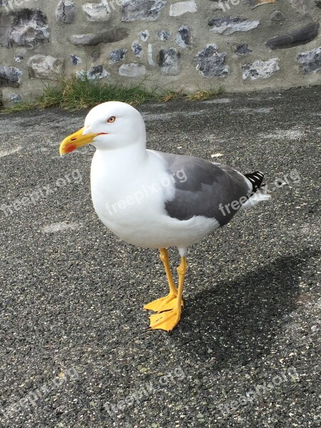 Seagull Bird Yellow Beak Yellow Feet Webbed Feet