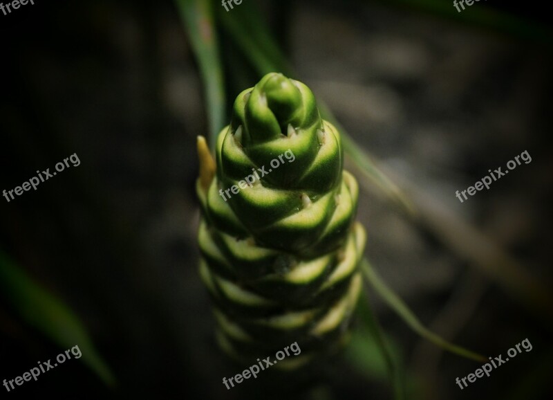 Plant Ginger Flowering Green White