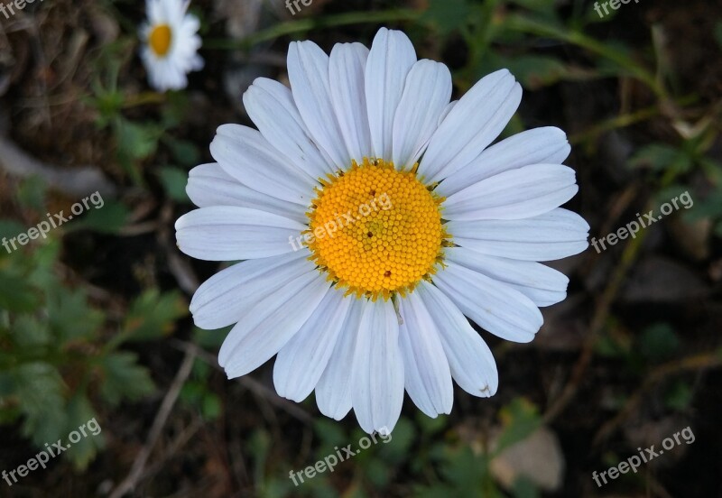 Gujeolcho Fall Flowers White Flowers Wildflower Flowers