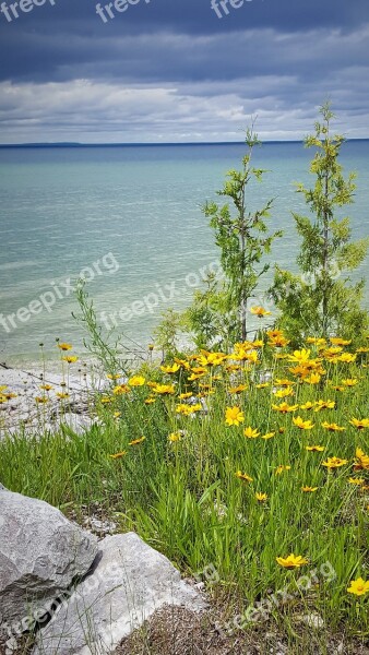 Nature Lake Huron Michigan Flowers Water