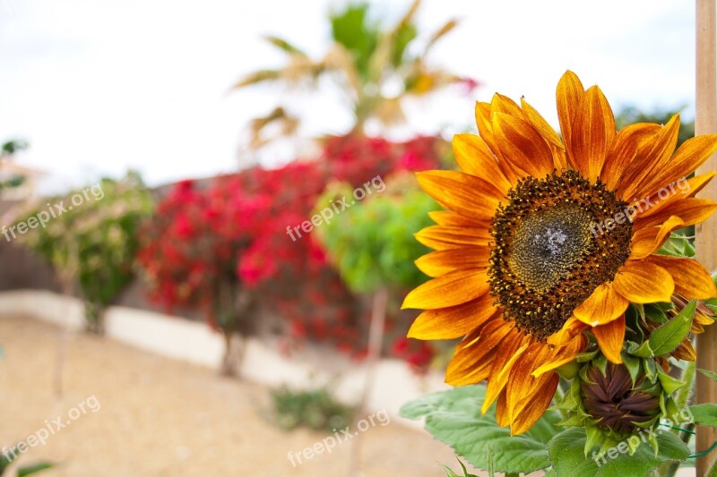 Sunflower Nature Summer Garden Flower