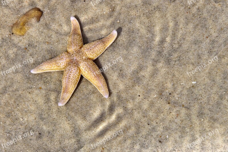 Starfish Maritime Deco Sea Nature