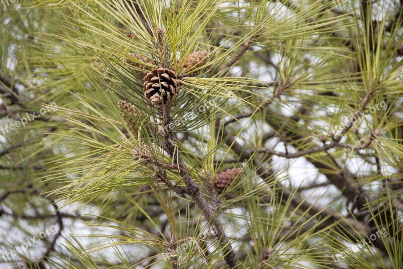 Pine Cones Tree Nature Pine Cone