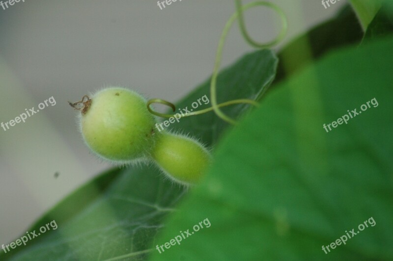 Squash Gourd Calebasse Green Yard Free Photos