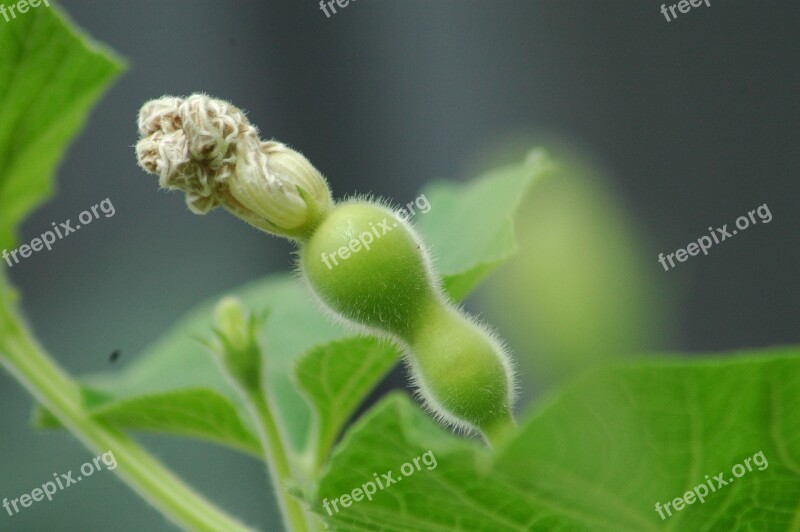 Squash Gourd Calebasse Green Yard Free Photos