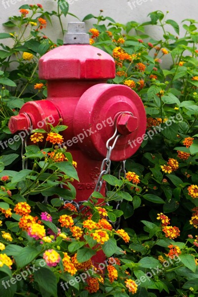 Flore Bedding Plant Garden Plant Ornamental Plant Flower