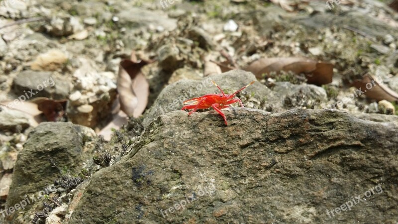 Unknown Insect Jungle Unknown Insect In The Jungle Insects On Stone Red Insect