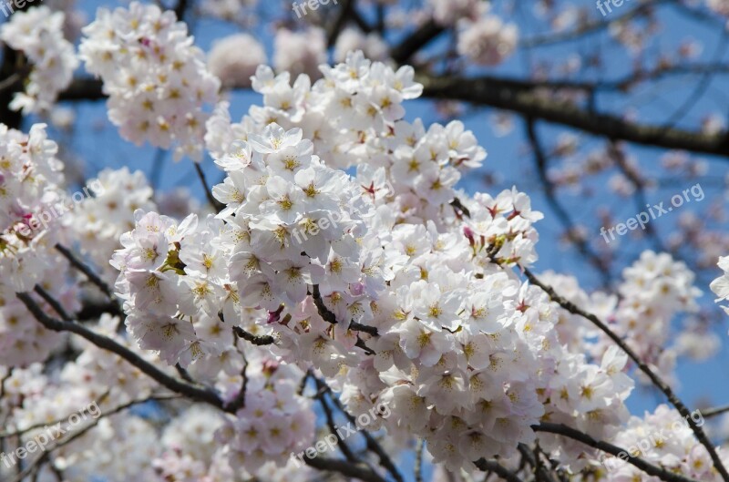 Hanami Tokyo Ueno Sanctuary Japanese