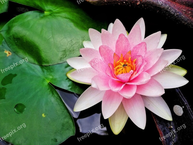 Lotus Flowers Water Plants Nature Pink