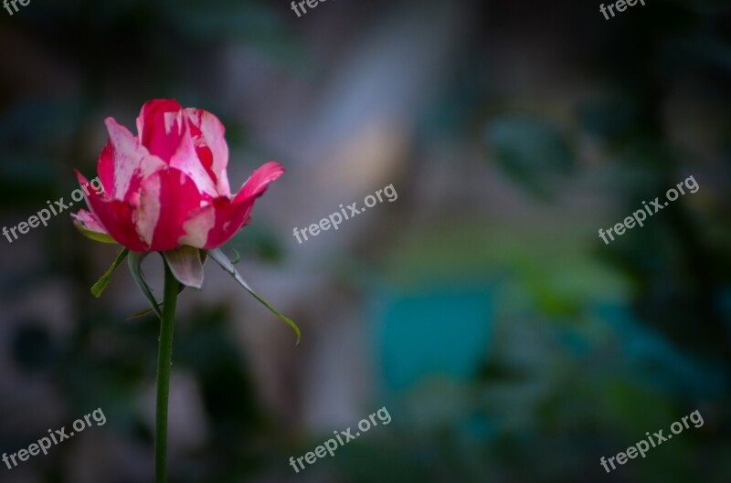 Rosa Flowers Guatemala Flower Beauty