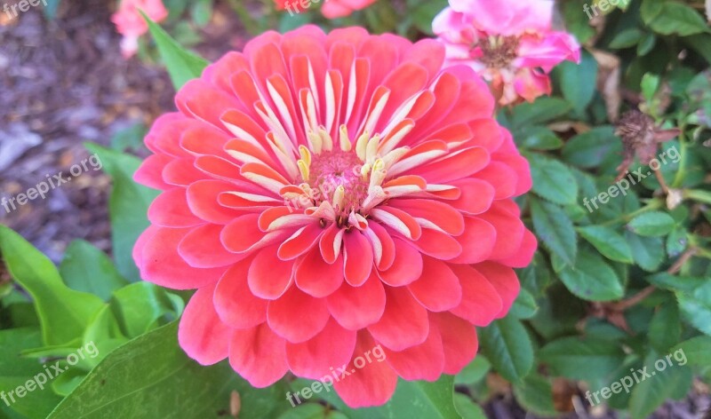 Zinnia Flora Romance Nature Flowers