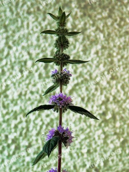 Stinging Nettle Plant Flower Botany Free Photos