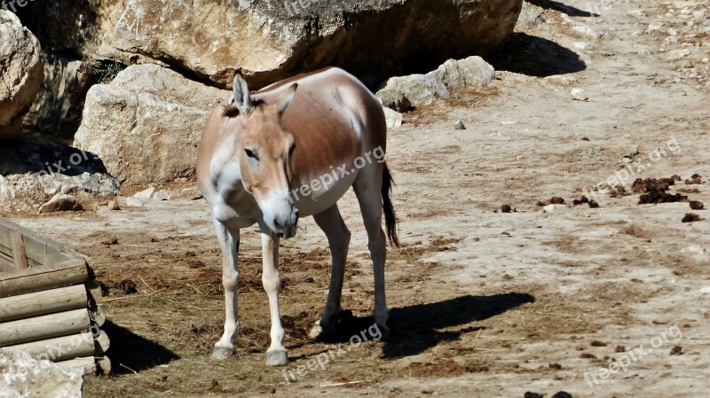 Evening Primrose Animal Unit Animals Horses