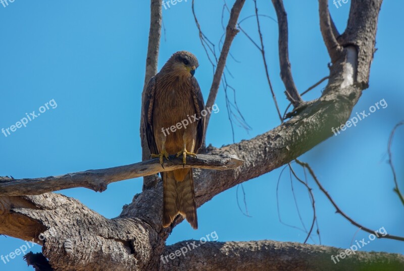 Australia Birds Black Kite Free Photos