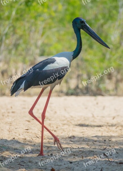 Australia Birds Black-necked Stork Jabiru Northern Territory