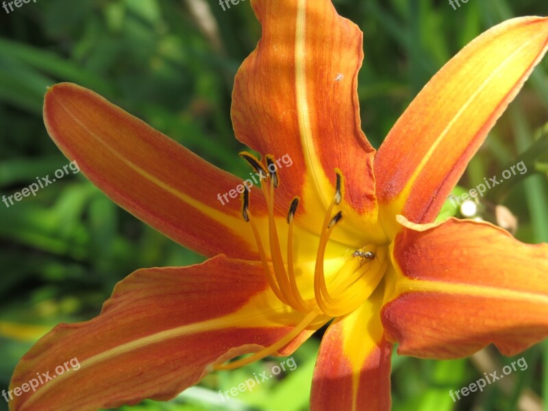 Flower Lily Orange Yellow Stamen