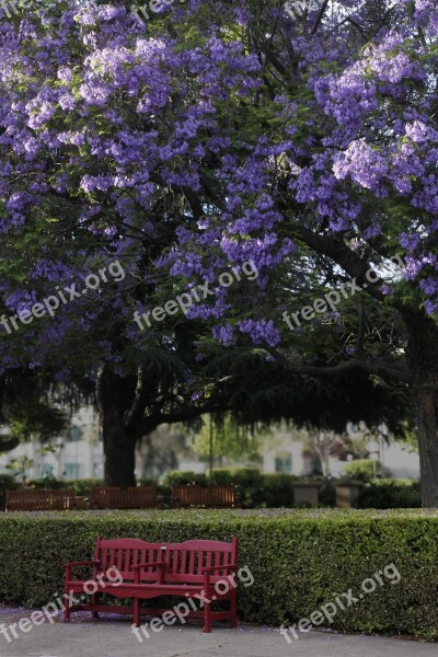 Red Bench Jacaranda Piece Time