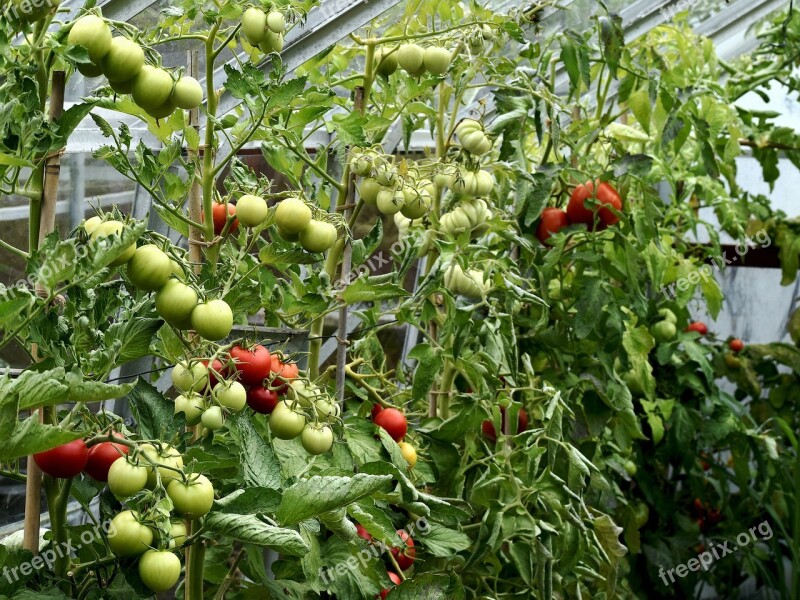 Plants Greenhouse Tomatoes Ripening Free Photos