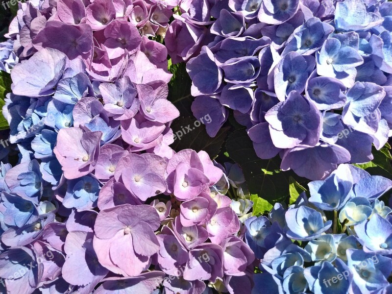 Hydrangea Flower Blossom Bloom Close Up