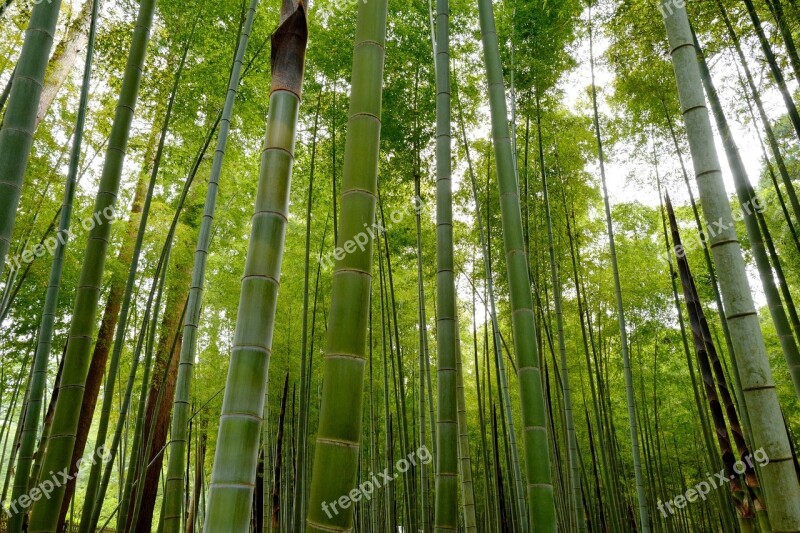 Japan Ibaraki Tokyo Bamboo Free Photos