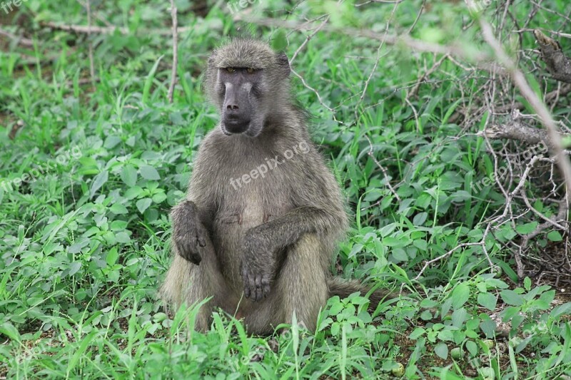 Africa Baboon Irritable Kruger National Park Animals