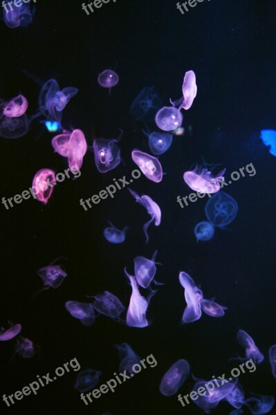 Harbour 燈 Brief Description About Jellyfish Free Photos