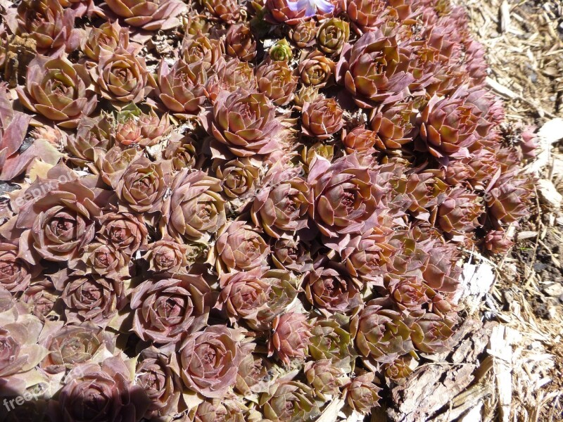 Cactus Cacti Red Flower Garden