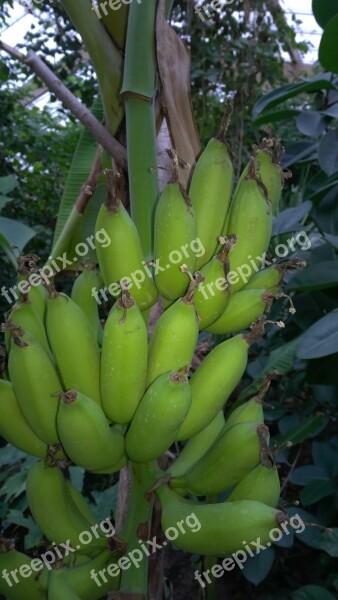 Banana Shrub Banana Shrub Banana Plant Free Photos