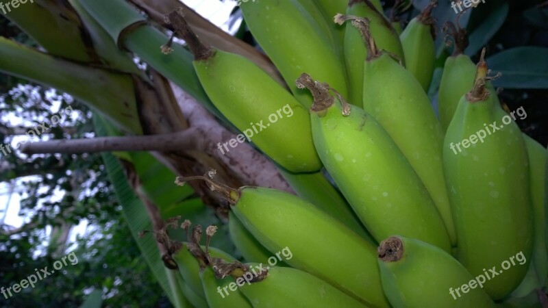 Banana Shrub Bananas Banana Shrub Banana Plant