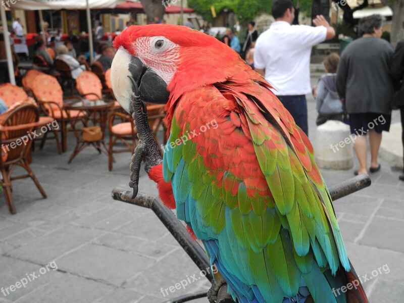 Parrot Bird Animal Colorful Plumage