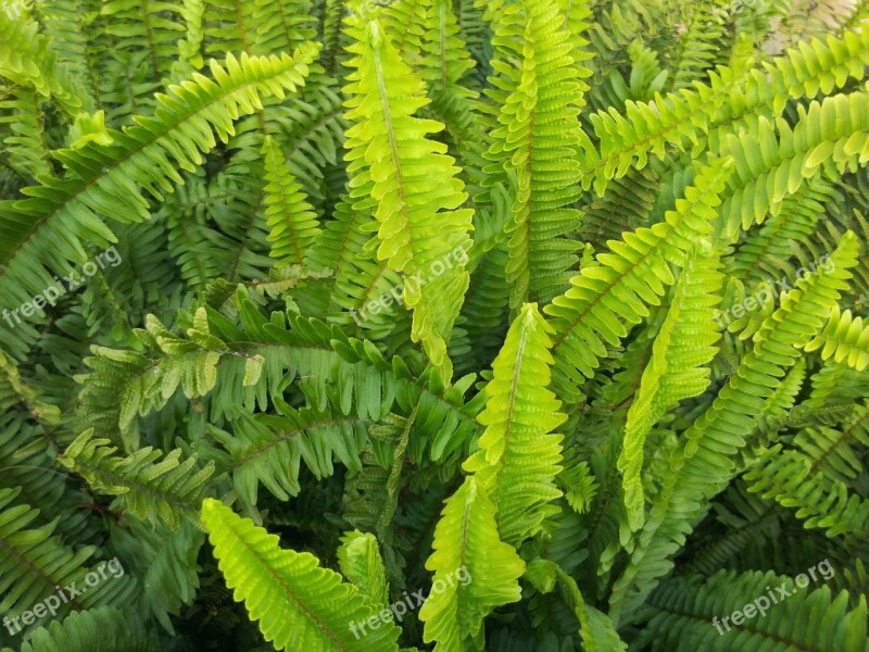 Plant Green Plants Fern Free Photos