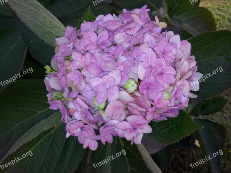 Flower Plant Clusters Free Photos