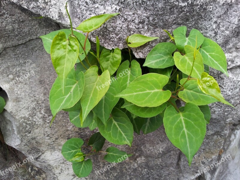 Flower Plant Green Plants Free Photos