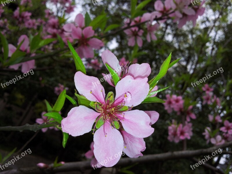 Flower Plant Peach Blossom Free Photos