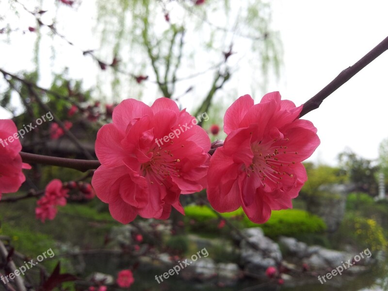 Flower Plant Plum Blossom Free Photos