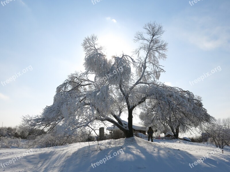 Sunshine Snow And Ice Hanging Tree Free Photos