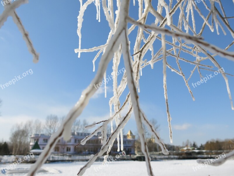 Snow And Ice Hanging Tree Blue Sky Free Photos