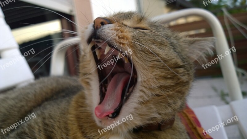 Cat Yawn Cat Yawns Dear Playful