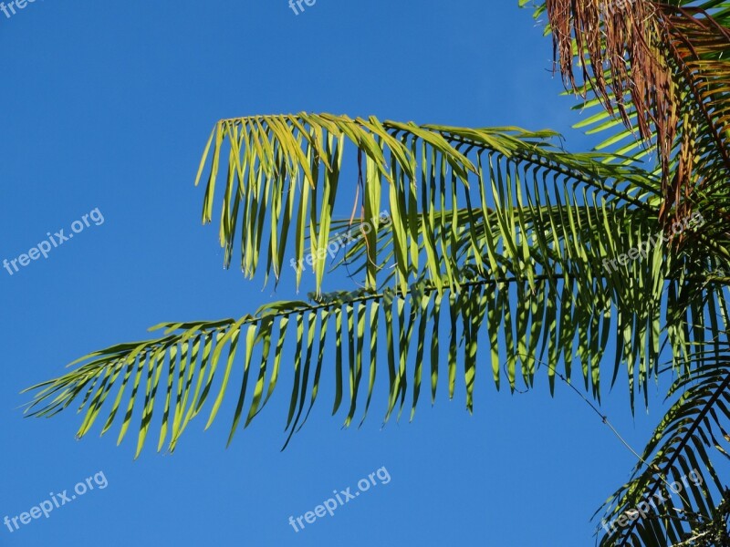 Cayenne French Guiana Nature Free Photos