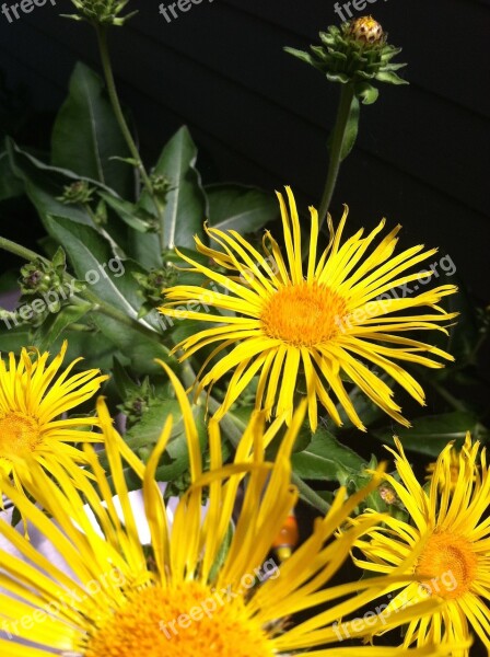 Elecampane Flower Herbal Plant Medicinal