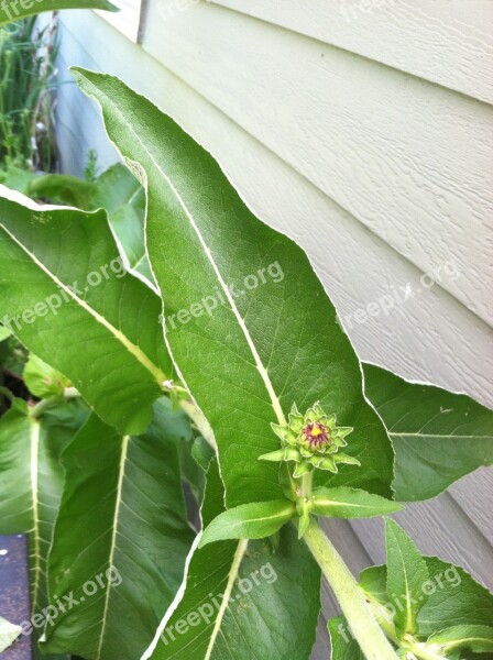 Elecampane Flower Bud Plant Herbal